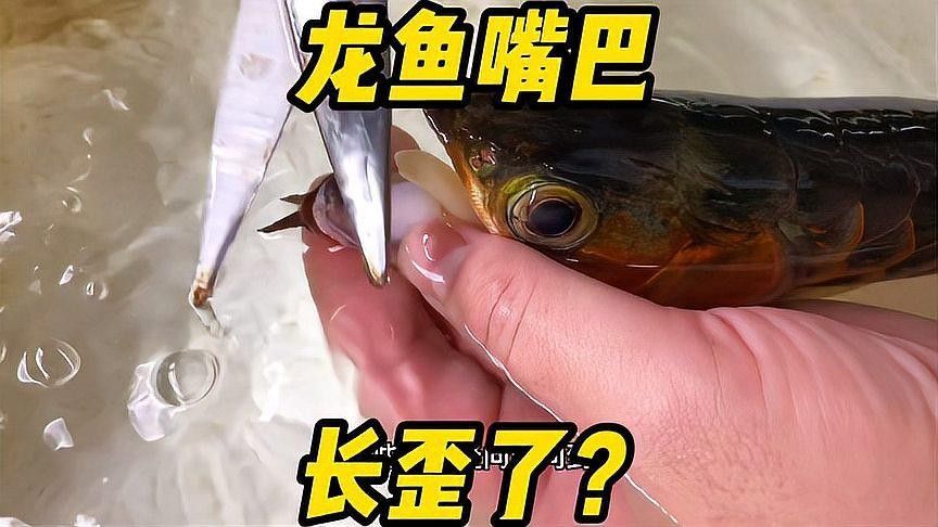 龍魚嘴撞歪了，最簡單的處理方法是使用牙簽或棉簽或棉簽或棉簽，龍魚嘴撞歪了怎么辦？
