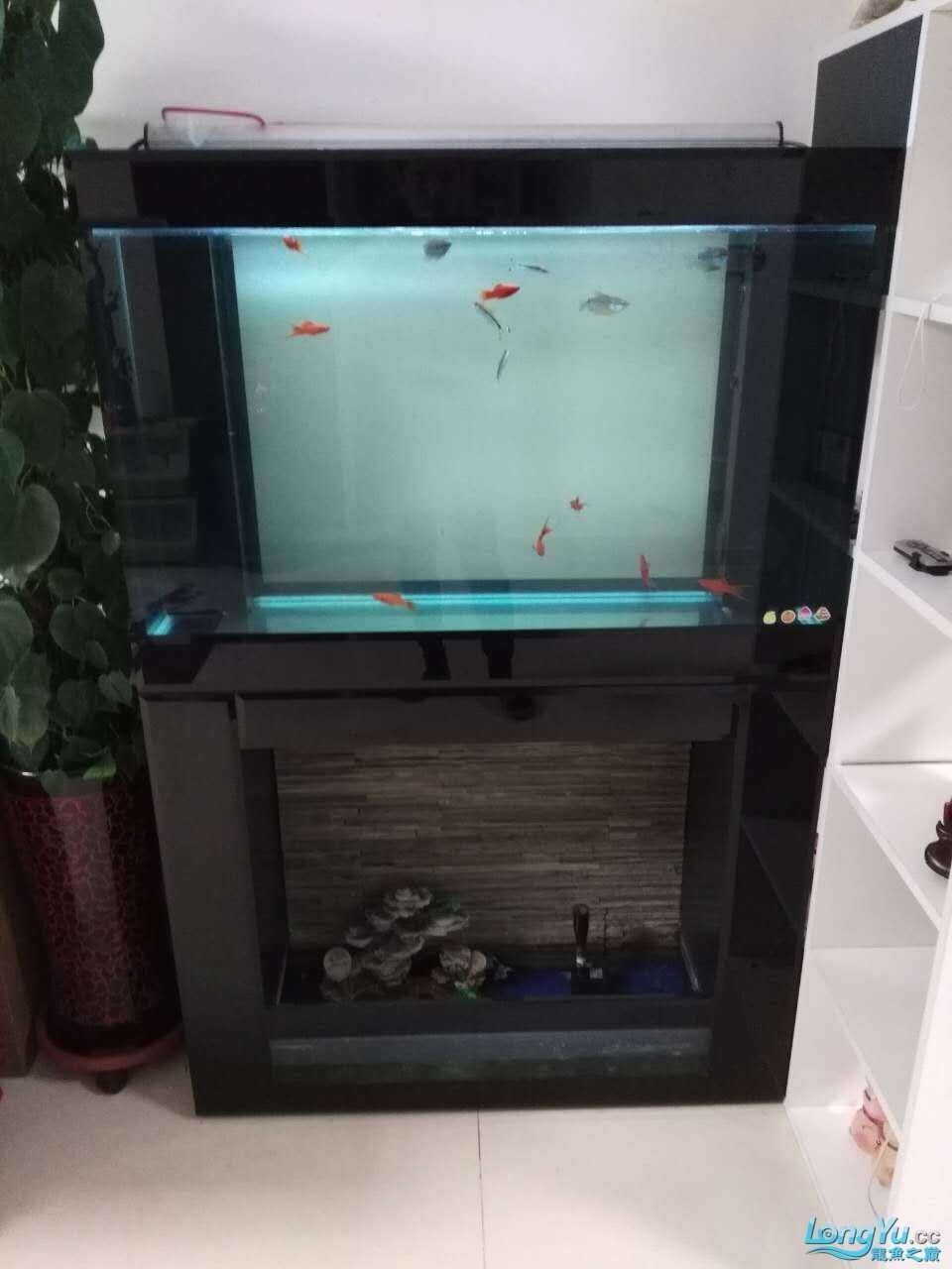帝王龍魚會所助你圓夢病從口入，帝王龍魚會所助你圓夢+病從口入暗示了兩種可能的主題