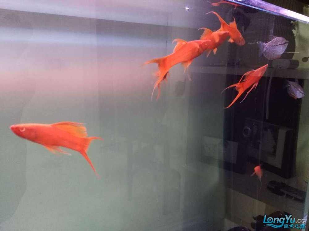 帝王龍魚會所助你圓夢病從口入，帝王龍魚會所助你圓夢+病從口入暗示了兩種可能的主題
