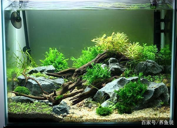 銀龍魚在家庭養殖中能夠存活多少年，家養銀龍魚的壽命有限嗎，家養銀龍魚的壽命是多久？