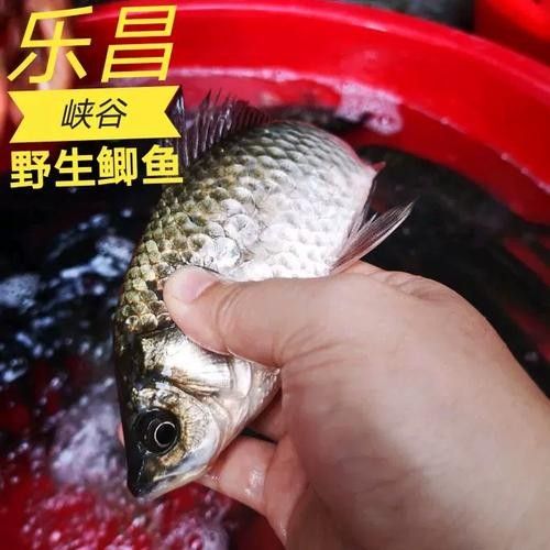 樂昌金龍魚是哪個(gè)牌子？，樂昌金龍魚是一個(gè)具有國(guó)際背景的知名糧油品牌并非雜牌