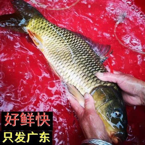 樂昌金龍魚是哪個(gè)牌子？，樂昌金龍魚是一個(gè)具有國(guó)際背景的知名糧油品牌并非雜牌