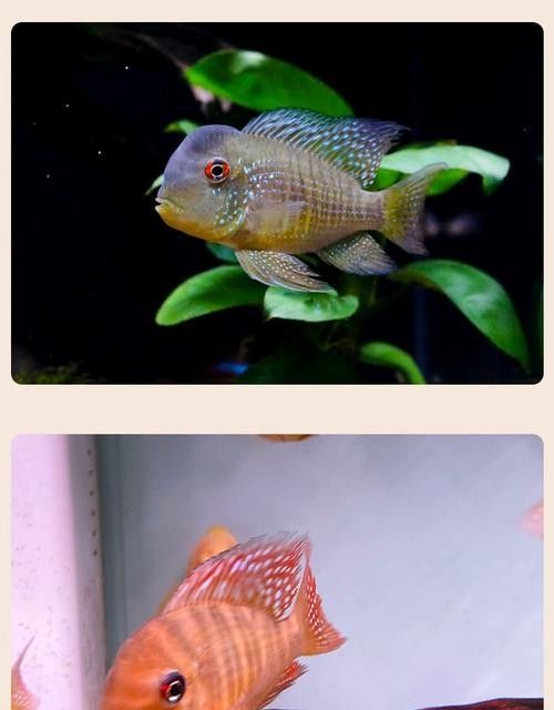 和尚魚的壽命有多長，，和尚魚圖片欣賞