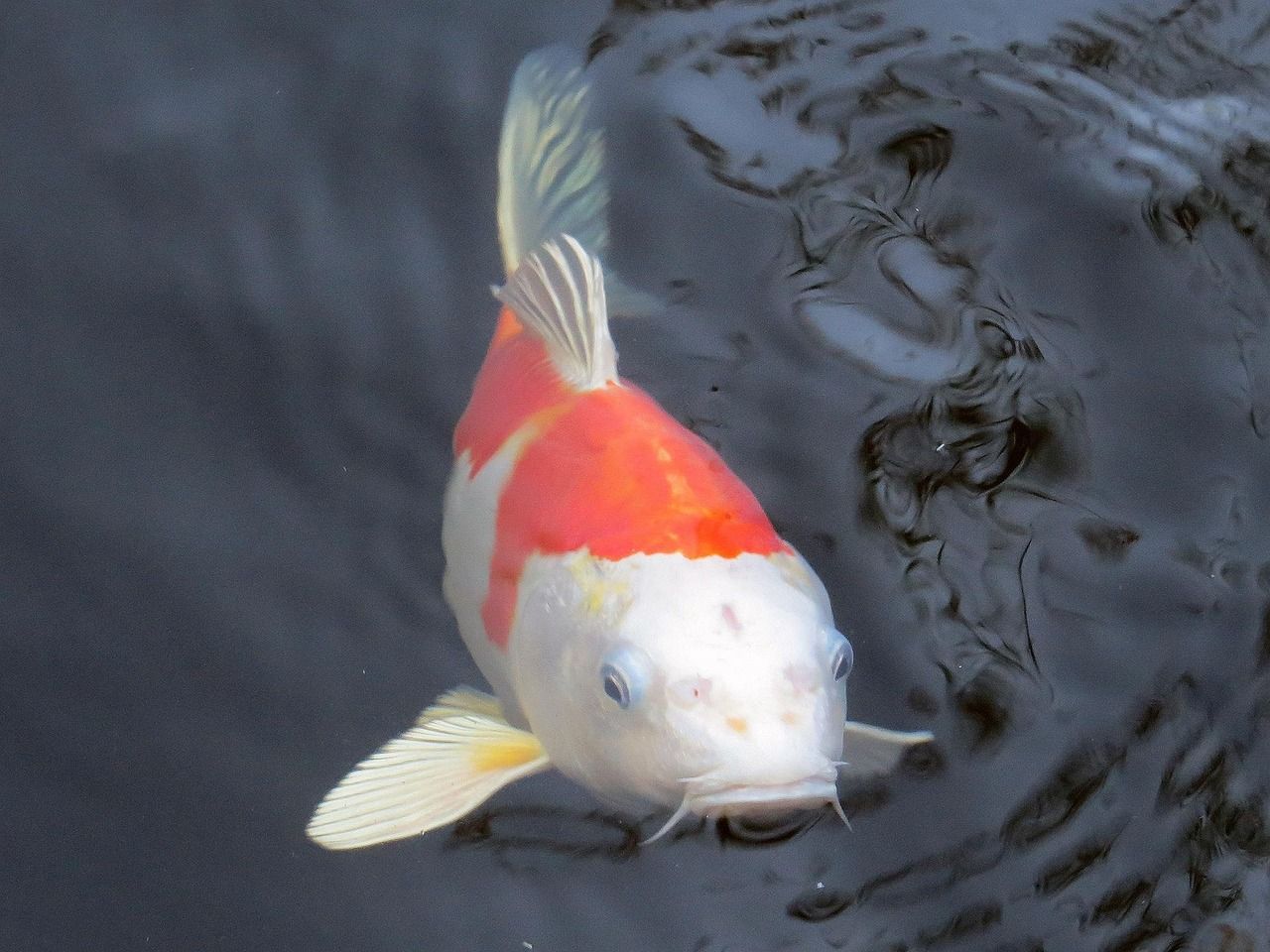 河源鱘龍魚餐廳在哪里河源鱘龍魚餐廳在哪里吃魚必吃超大條魚，河源鱘龍魚餐廳在哪里 河源鱘龍魚餐廳在哪里河源鱘龍魚餐廳在哪里吃魚必吃超大條魚，河源鱘龍魚餐廳在哪里 觀賞魚百科 第2張
