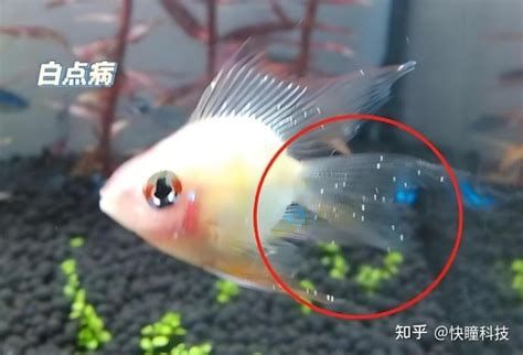龍魚的燈光管理，每天開燈1-2小時龍魚開燈時間解析