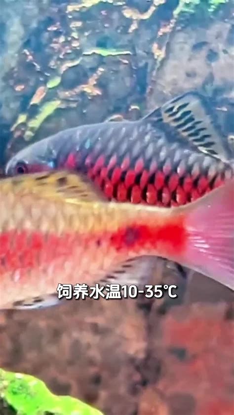 龍魚(yú)是否需要升溫，需要從以下幾個(gè)方面進(jìn)行考慮，養(yǎng)魚(yú)經(jīng)驗(yàn)：龍魚(yú)是否需要升溫