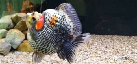 龍魚水霉立鱗病的詳細解析龍魚水霉立鱗病的詳細解析，關于龍魚水霉立鱗病的詳細解析