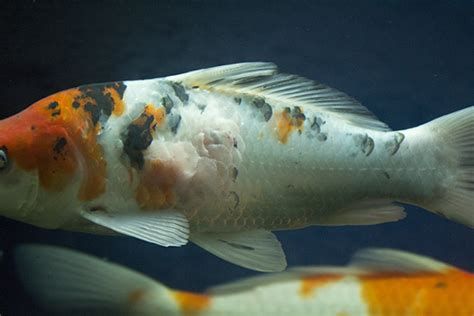 哪些藥物可以有效治療龍魚病？，治療龍魚病的藥物有哪些