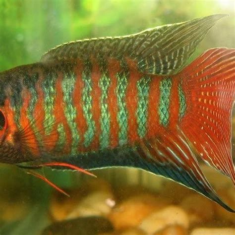 哪種方法治療龍魚鰓蓋包最有效？，龍魚鰓蓋包怎么治療