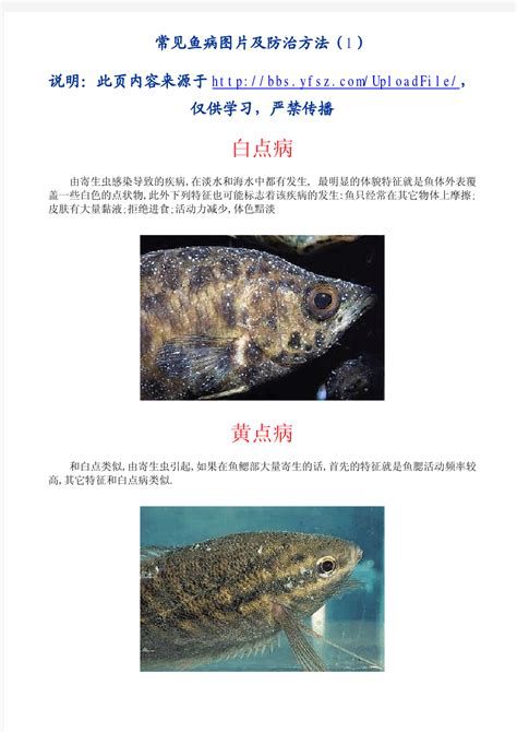 龍魚得了這四種病中哪一種最危險？，關于龍魚常見的四種疾病