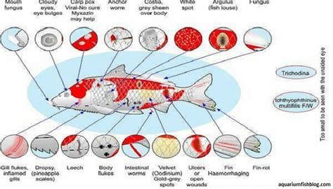 龍魚得了這三種病還能救回來嗎？，三種常見的龍魚疾病及其可能的治療方式，可能會影響健康
