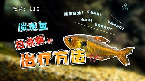 龍魚生病需要隔離嗎？，關于龍魚生病隔離的詳細解析 龍魚生病需要隔離嗎？，關于龍魚生病隔離的詳細解析 龍魚百科 第1張