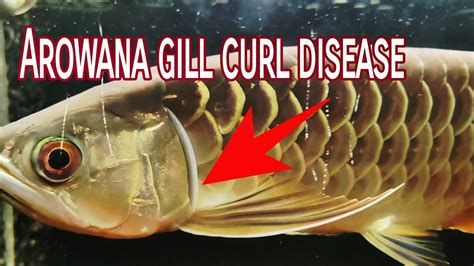 龍魚鰓寄生蟲感染后還能救活嗎？，龍魚寄生蟲感染后能否救活