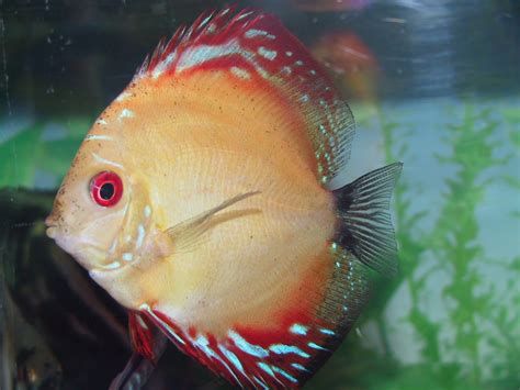 如何判斷龍魚鰓是否合攏正常？，如何判斷龍魚的鰓是否合攏正常