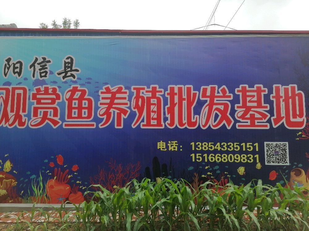 無棣龍魚的市場價格是多少？（無棣龍魚養殖技巧:從食物到水質全攻略全民小視頻）