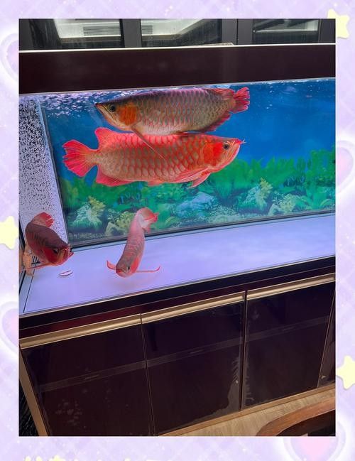銅官山龍魚飼養(yǎng)技巧與注意事項與注意事項蘿蔓與書（銅官山龍魚的市場價格是多少？）