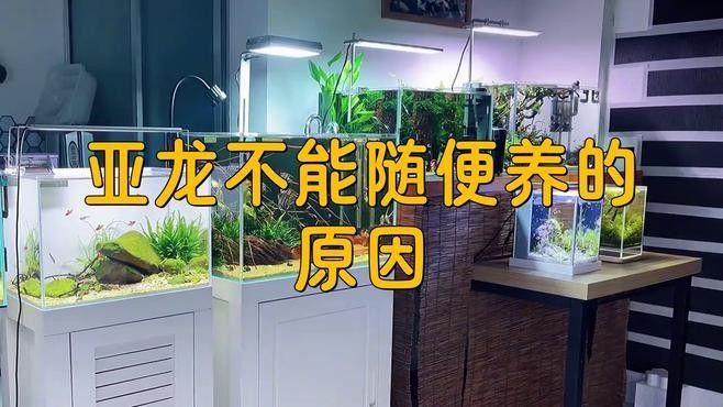 龍魚不能亂養(yǎng)的原因主要包括以下幾點(diǎn)：龍魚不能亂養(yǎng)（龍魚不能亂養(yǎng)的5個原因）