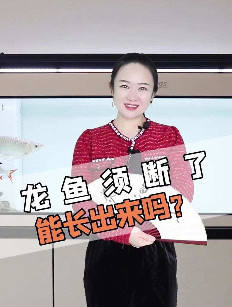 龍魚須子斷了還能長出來嗎（龍魚胡須斷了還能長出來嗎）