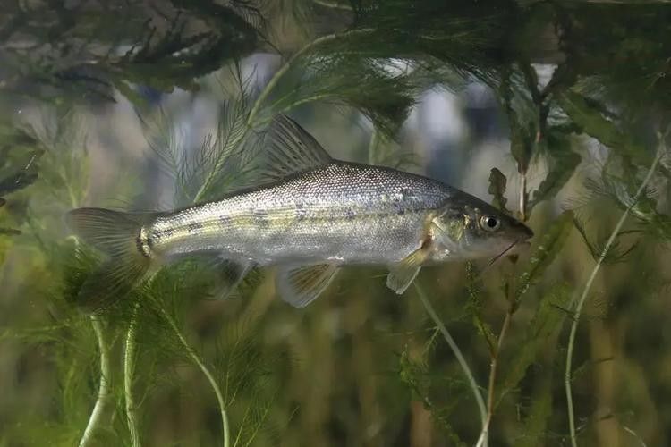 云南最貴的魚，在云南省，一種名為“滇池金魚”的魚種（云南最貴的魚是什么魚）