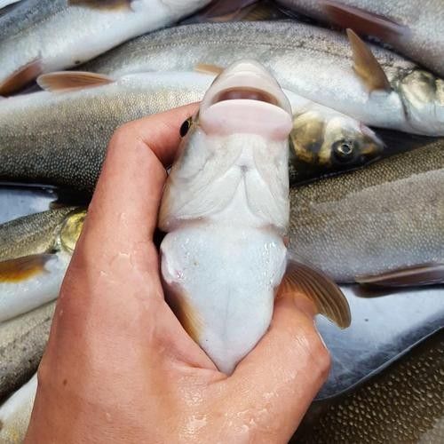 云南最貴的魚，在云南省，一種名為“滇池金魚”的魚種（云南最貴的魚是什么魚）