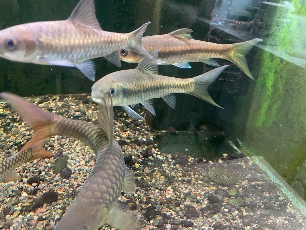 云南最貴的魚，在云南省，一種名為“滇池金魚”的魚種（云南最貴的魚是什么魚）