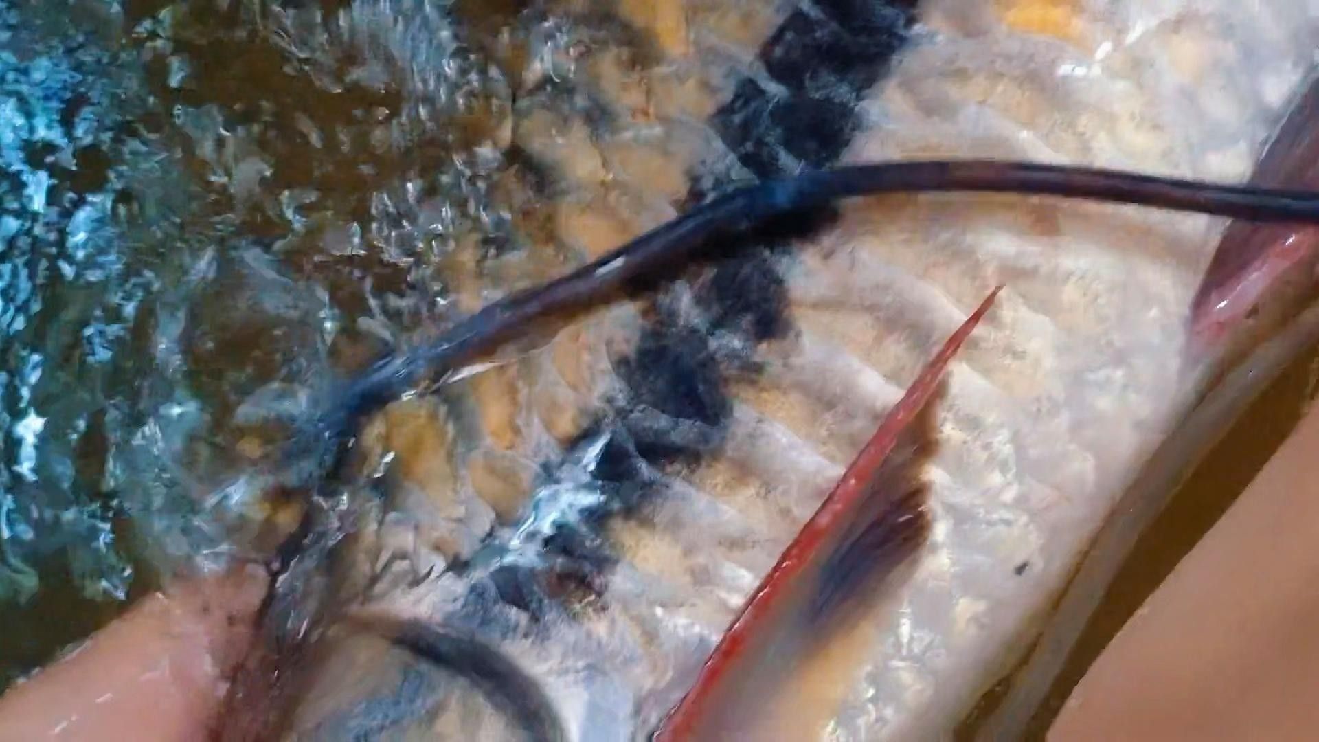 云南最貴的魚，在云南省，一種名為“滇池金魚”的魚種（云南最貴的魚是什么魚）