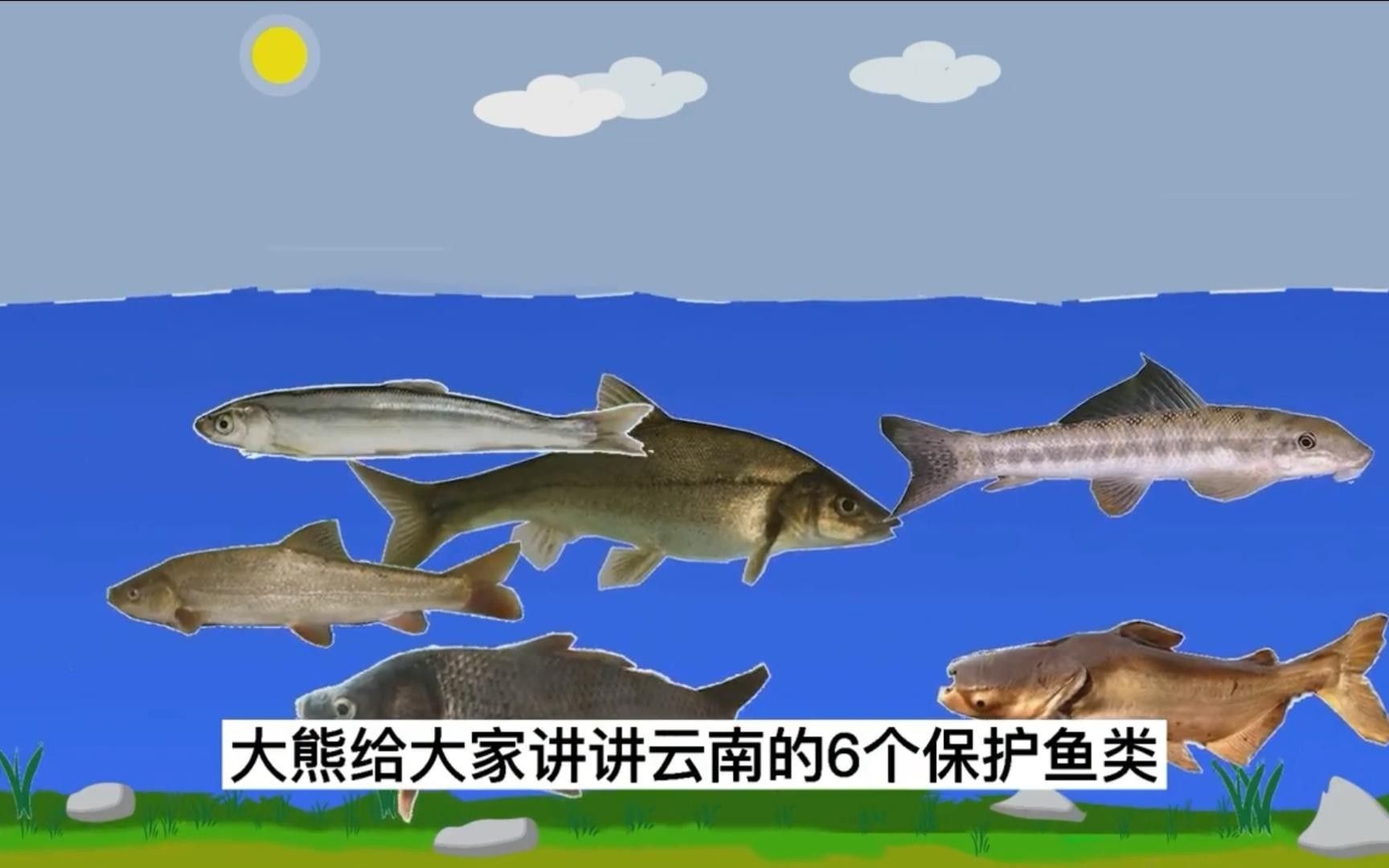 云南最貴的魚，在云南省，一種名為“滇池金魚”的魚種（云南最貴的魚是什么魚）