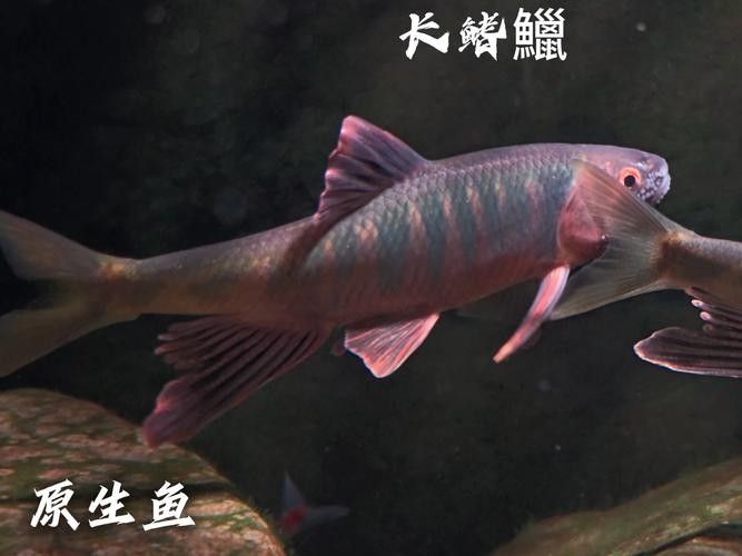 云南最貴的魚，在云南省，一種名為“滇池金魚”的魚種（云南最貴的魚是什么魚）