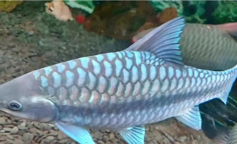 云南最貴的魚，在云南省，一種名為“滇池金魚”的魚種（云南最貴的魚是什么魚）