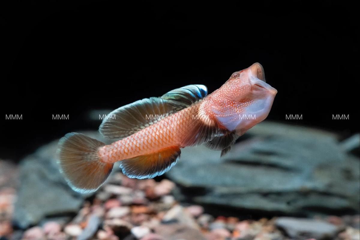 云南最貴的魚，在云南省，一種名為“滇池金魚”的魚種（云南最貴的魚是什么魚）