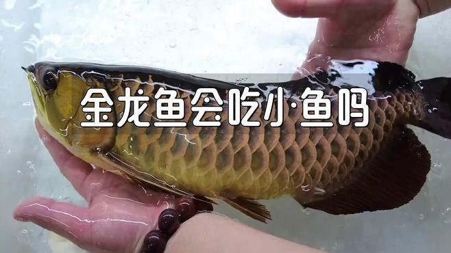 龍魚吃小金魚后，顏色可能會發生變化（金龍魚吃小金魚后多久會變色）
