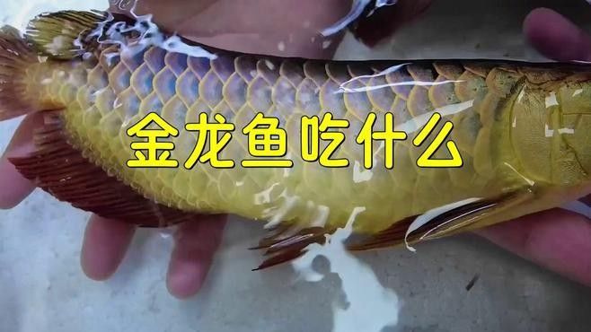 龍魚吃小金魚后，顏色可能會發生變化（金龍魚吃小金魚后多久會變色）