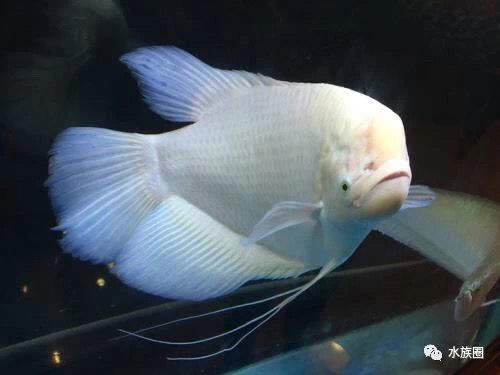 龍魚與以下七種魚類搭配，能夠提升觀賞價值，還能促進生態平衡（龍魚與以下七種魚類搭配不僅能提升觀賞價值，還能促進生態平衡）