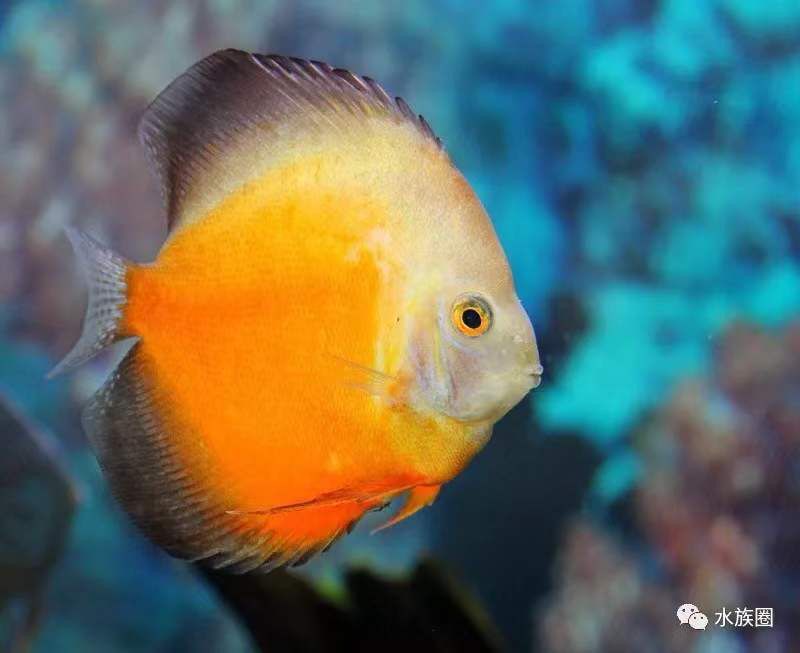 龍魚與以下七種魚類搭配，能夠提升觀賞價值，還能促進生態平衡（龍魚與以下七種魚類搭配不僅能提升觀賞價值，還能促進生態平衡）