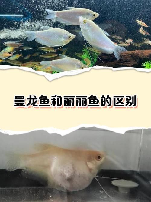 友誼龍魚的生態習性、繁殖方式以及在水族館的展示（關于友誼龍魚的介紹）