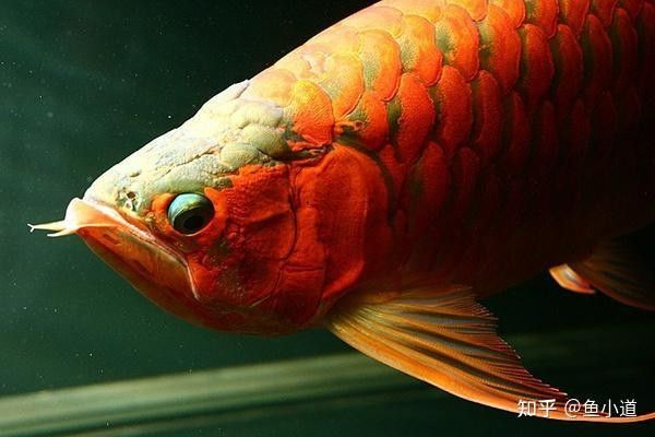 龍魚一開燈就亂撞，怎么辦？（魚在開燈后出現亂撞的行為） 龍魚一開燈就亂撞，怎么辦？（魚在開燈后出現亂撞的行為） 觀賞魚百科 第4張