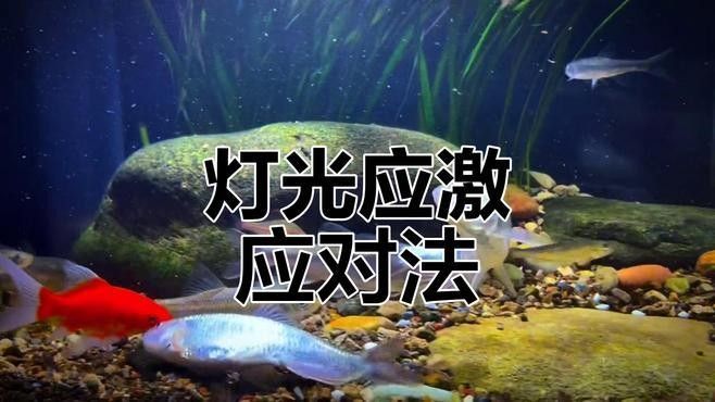 龍魚一開燈就亂撞，怎么辦？（魚在開燈后出現亂撞的行為） 龍魚一開燈就亂撞，怎么辦？（魚在開燈后出現亂撞的行為） 觀賞魚百科 第1張