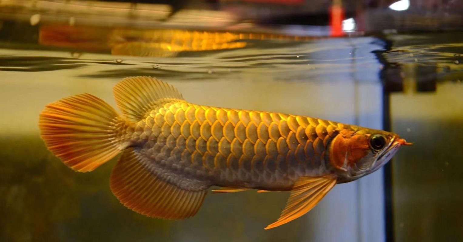 網友曬在溪流里看到的龍魚，感覺全身還在發著光（江西溪流意外發現“江里的龍魚”）