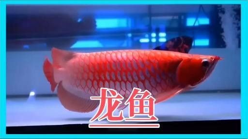 網友曬在溪流里看到的龍魚，感覺全身還在發著光（江西溪流意外發現“江里的龍魚”）