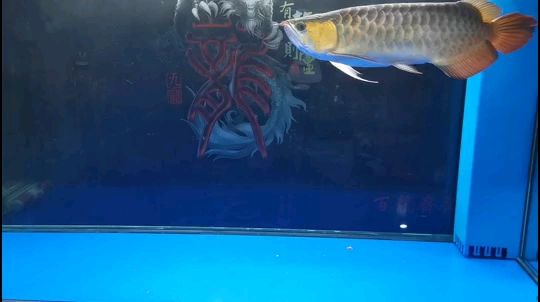 龍魚打卡活動為當地經濟帶來積極影響（魚打卡是一種流行的社交媒體活動）