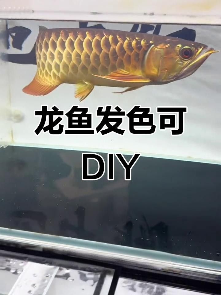 金龍魚吃啥表格俠樂樂金龍魚喂什么最容易發(fā)色熾焰臻品聽（如何讓龍魚保持鮮艷的色彩）