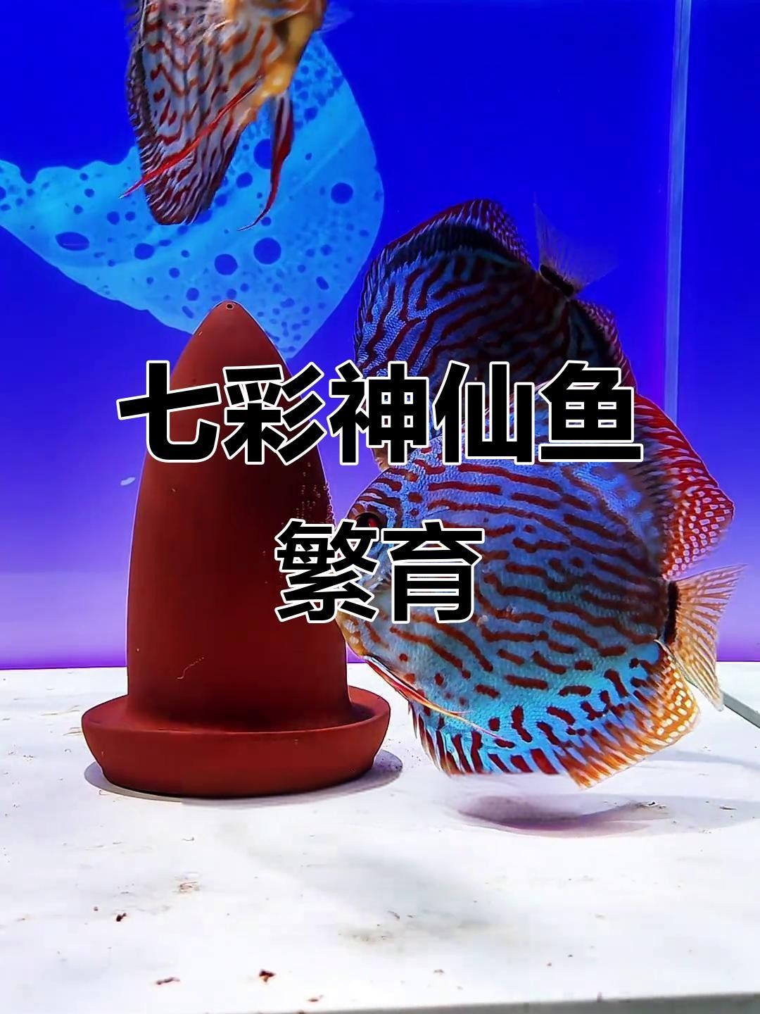 七彩神仙魚（七彩神仙魚）的繁殖方法有哪些（七彩神仙魚的繁殖方式）