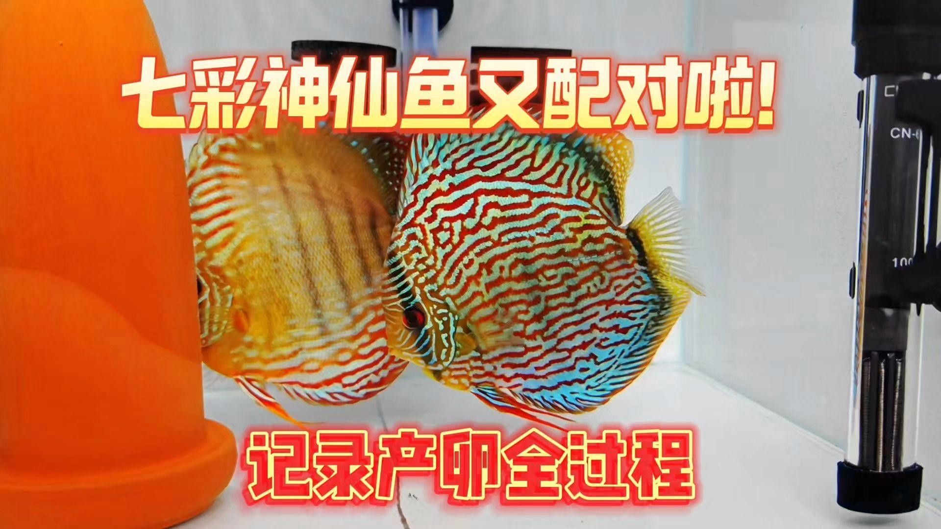 七彩神仙魚（七彩神仙魚）的繁殖方法有哪些（七彩神仙魚的繁殖方式）
