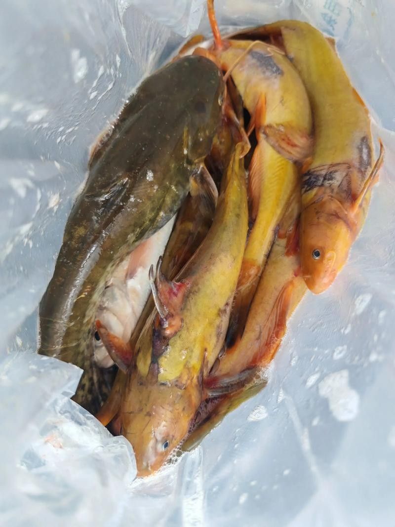 江魚的形態(tài)特征及種類（江魚圖片大全）