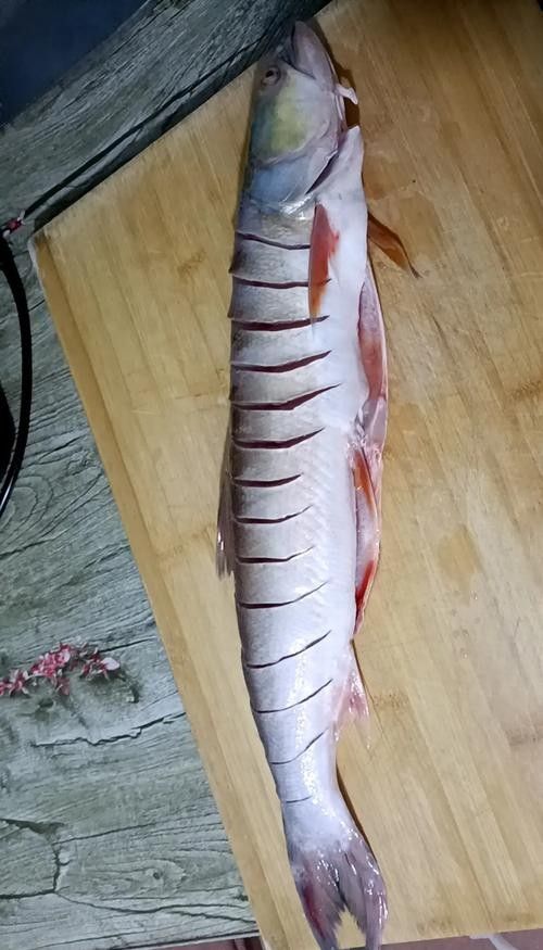 江魚的形態(tài)特征及種類（江魚圖片大全）