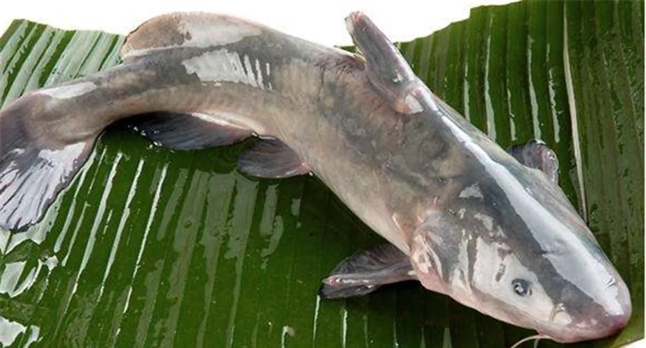 江魚的形態(tài)特征及種類（江魚圖片大全）