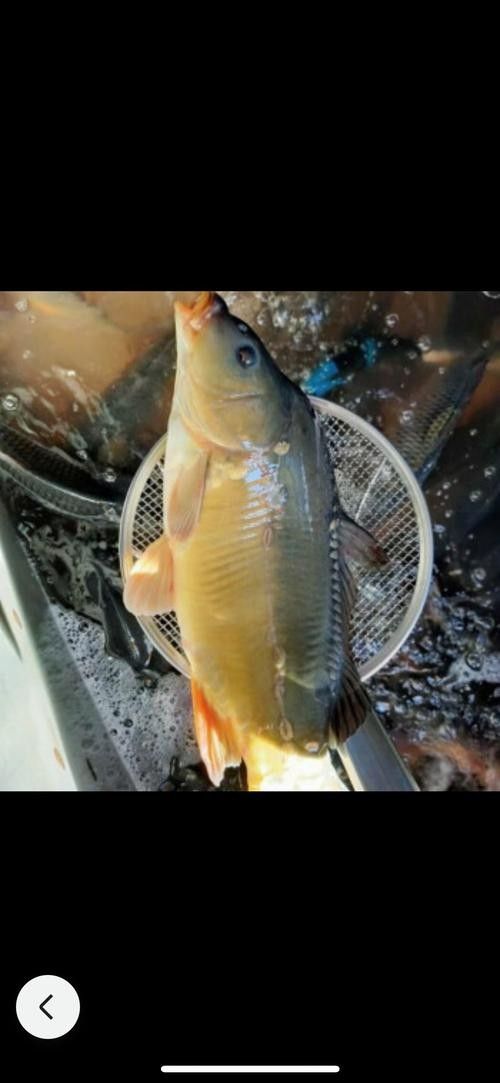 江魚的形態(tài)特征及種類（江魚圖片大全）