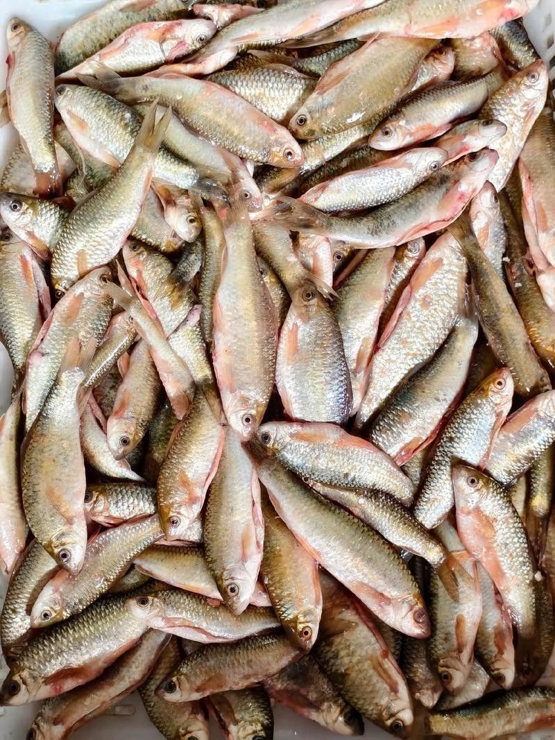 江魚的形態(tài)特征及種類（江魚圖片大全）