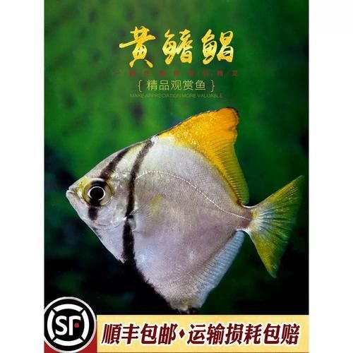 黃鰭鯧魚怎么選好物小筑（哪個品牌的黃鰭鯧魚質量最好） 黃鰭鯧魚怎么選好物小筑（哪個品牌的黃鰭鯧魚質量最好） 觀賞魚百科 第4張