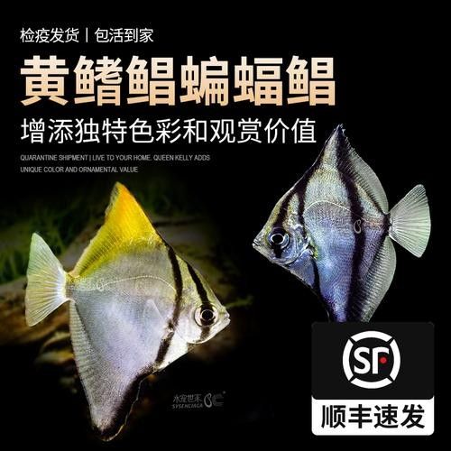 黃鰭鯧魚怎么選好物小筑（哪個品牌的黃鰭鯧魚質量最好） 黃鰭鯧魚怎么選好物小筑（哪個品牌的黃鰭鯧魚質量最好） 觀賞魚百科 第3張